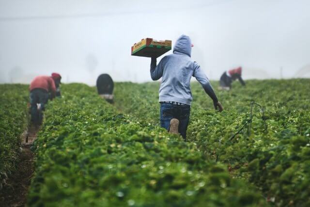 How Thousands of Black Farmers Were Forced Off Their Land